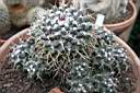 MAMMILLARIA MAGNIMAMMA.jpg